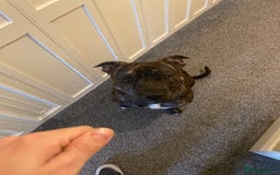 Mixed Breed dogs for sale: Staffie X for rehoming - Image 3