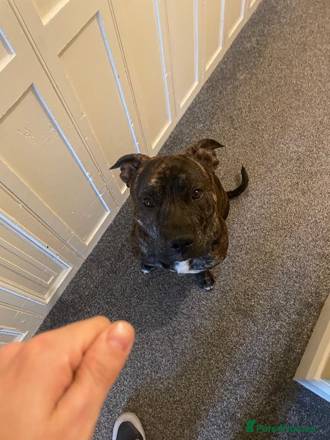 Mixed Breed dogs for sale: Staffie X for rehoming - Image 3