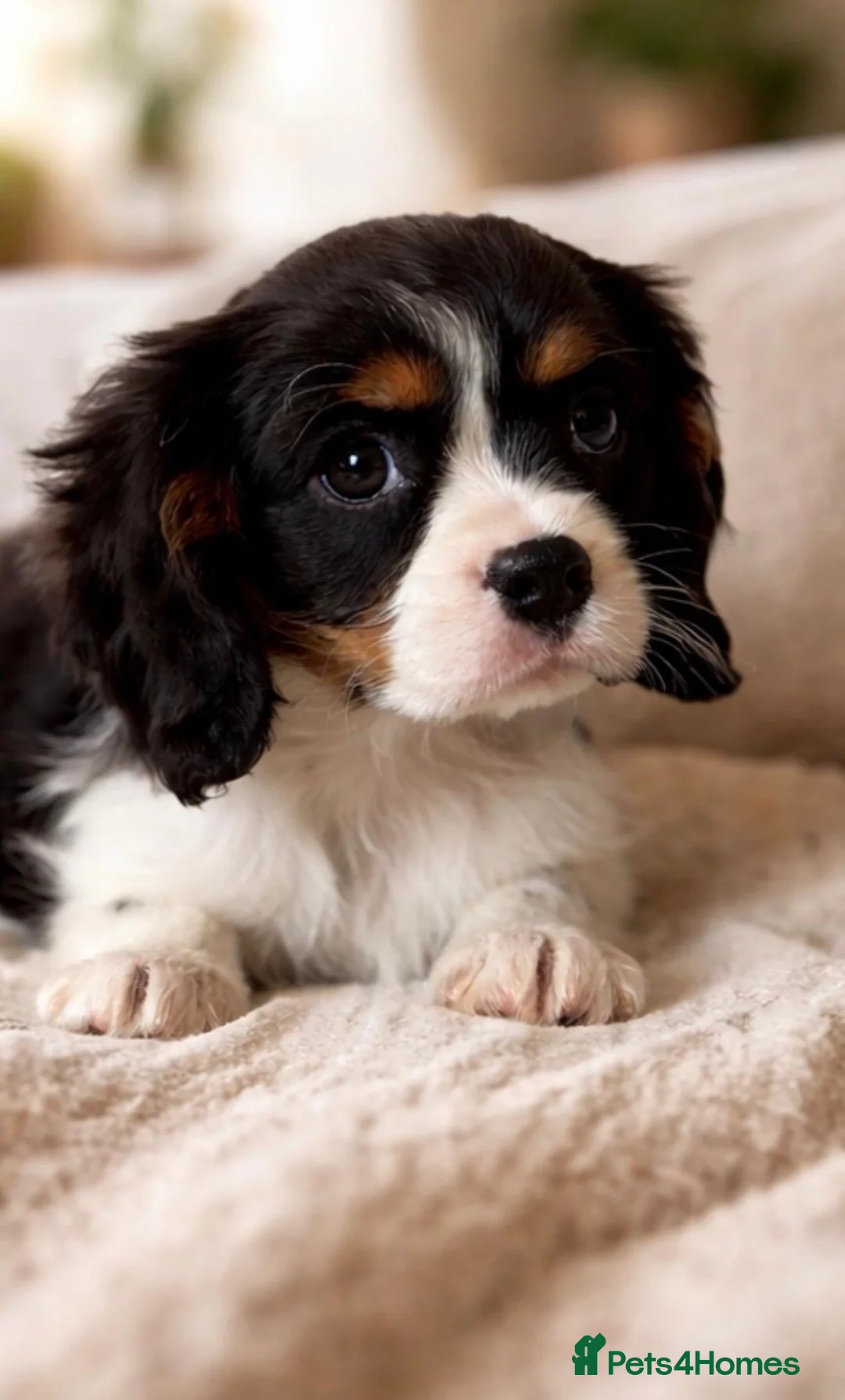 Cavalier King Charles Spaniel dogs for sale: Cavalier King Charles spaniel in Kenley - Advert 2
