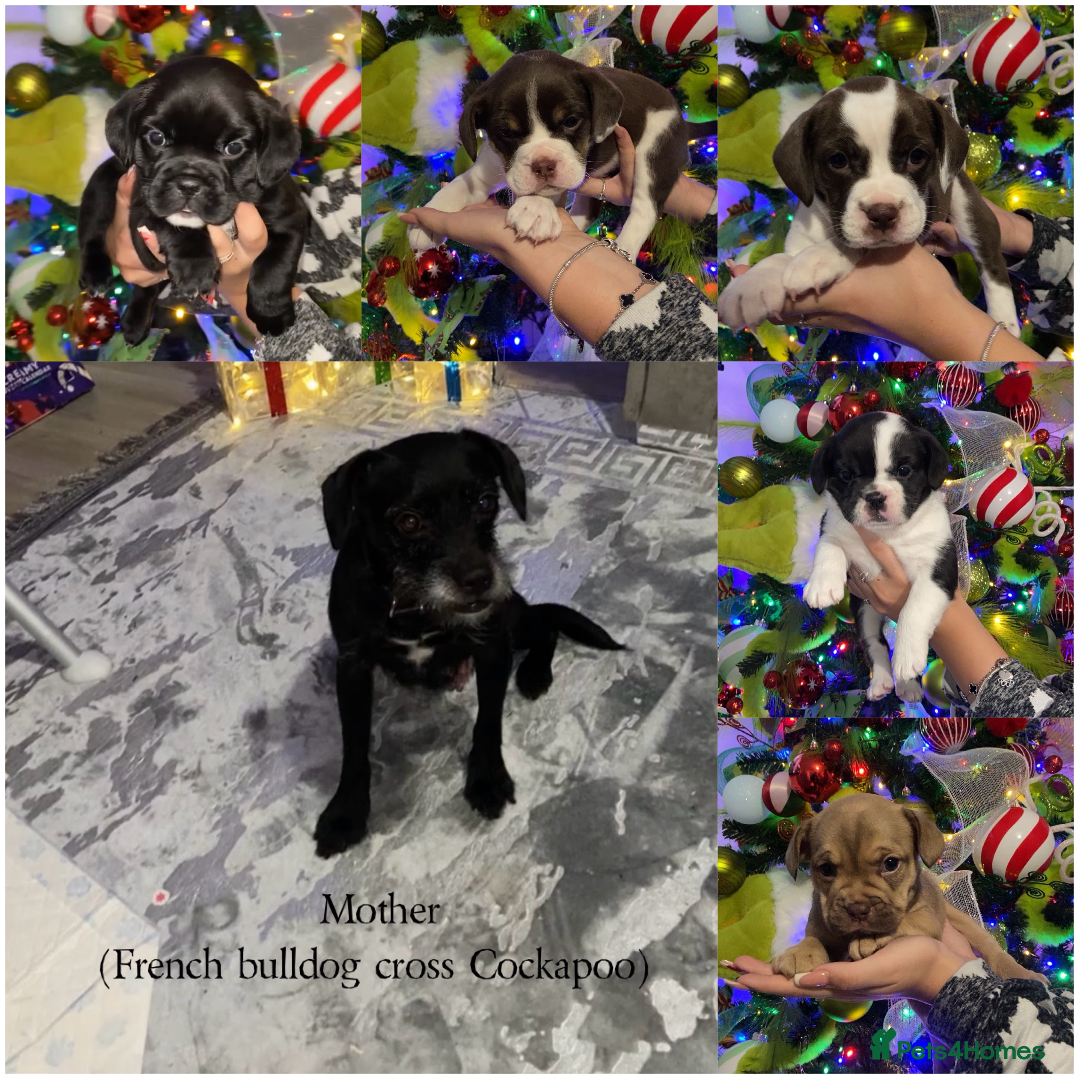 Mixed Breed dogs Only 2 beautiful girl pups left - Advert 3