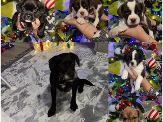 Mixed Breed dogs 5 beautiful girl puppy - Advert 3