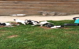 Jack Russell dogs for sale: Jack Russell pups for sale - Image 10