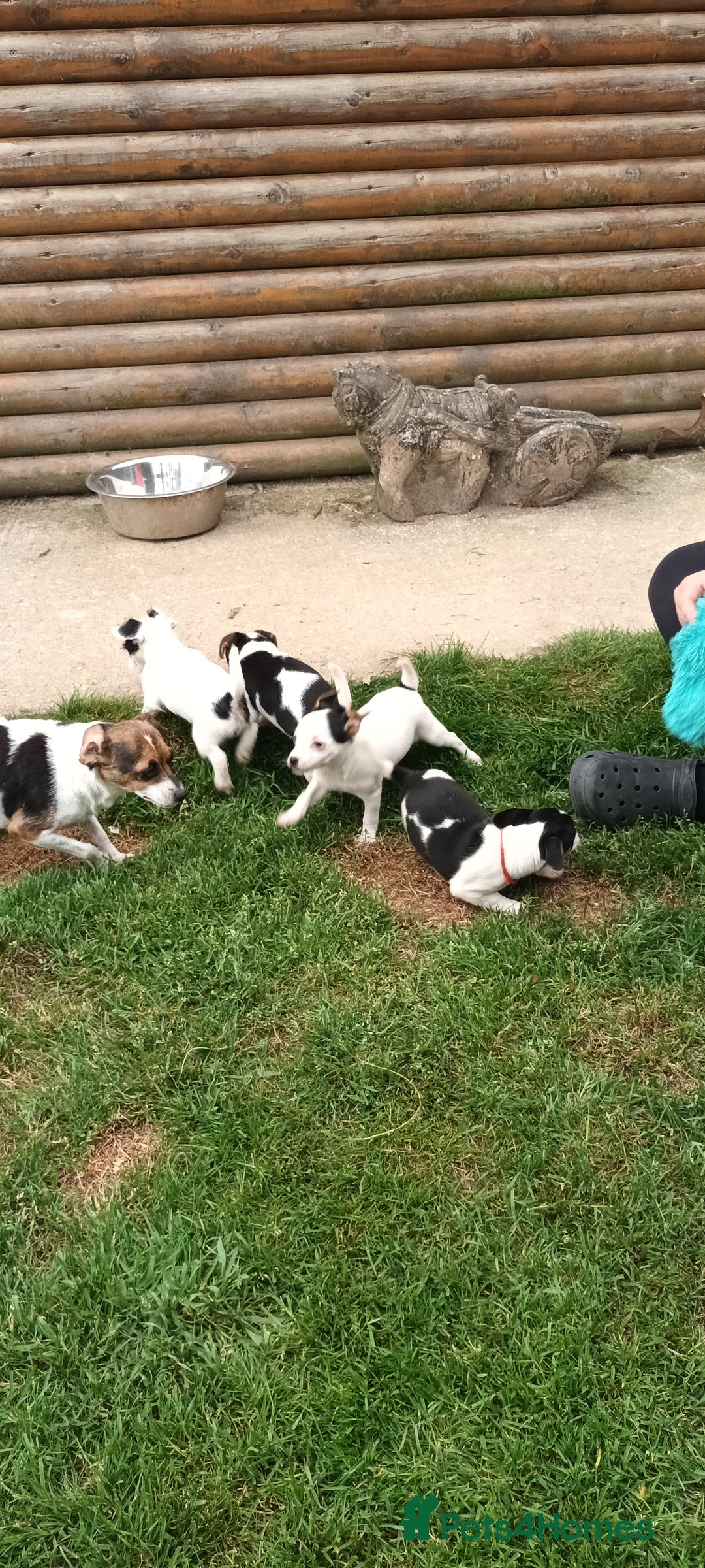 Jack Russell dogs for sale: Jack Russell pups for sale - Image 10