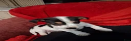 Jack Russell dogs for sale: 2 Jack russel puppies  - Advert 1