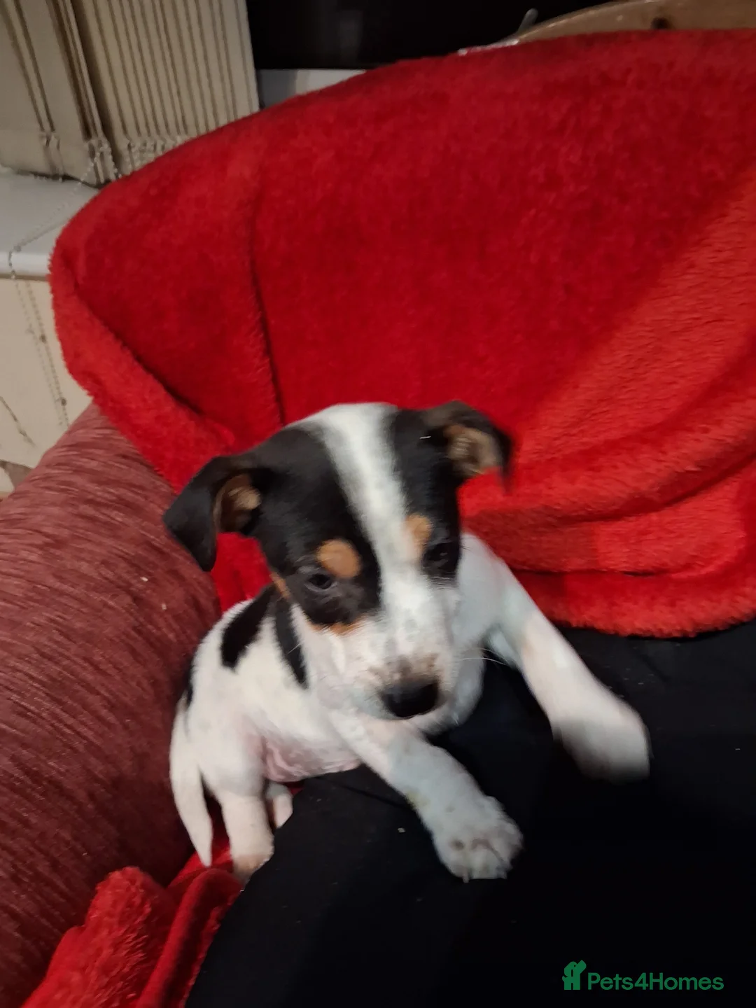 Jack Russell dogs for sale: 2 Jack russel puppies  - Advert 1