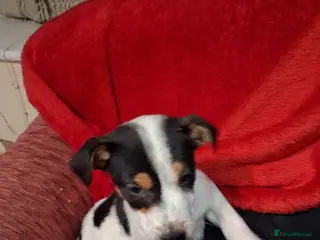 Jack Russell dogs 2 Jack russel puppies - Advert 4