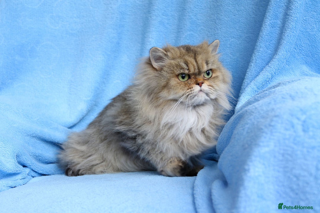 Persian cats for sale: Golden Persian female cat - Image 2