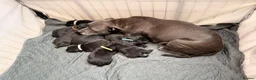 Staffordshire Bull Terrier dogs for sale: Staffordshire Bull Terrier Pups (KC Registered) - Advert 2