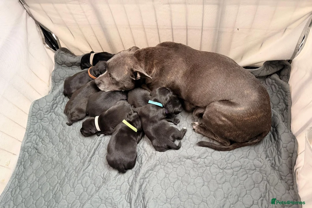 Staffordshire Bull Terrier dogs for sale: Staffordshire Bull Terrier Pups (KC Registered) - Advert 2