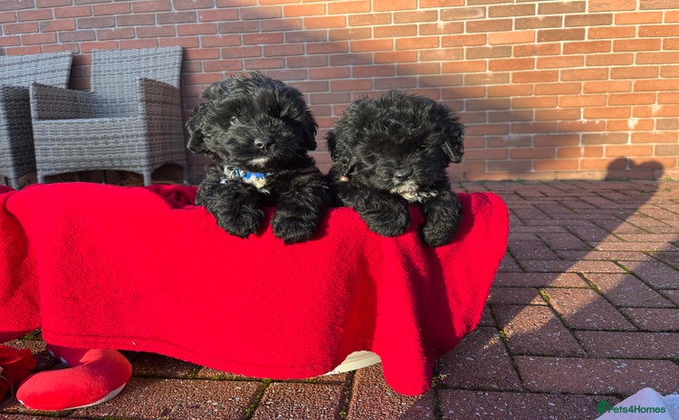 Cockapoo dogs Stunning F1 cockapoo puppy’s 💙 - Advert 5