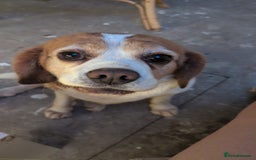 Beaglier dogs for sale: Beaglier - Image 3