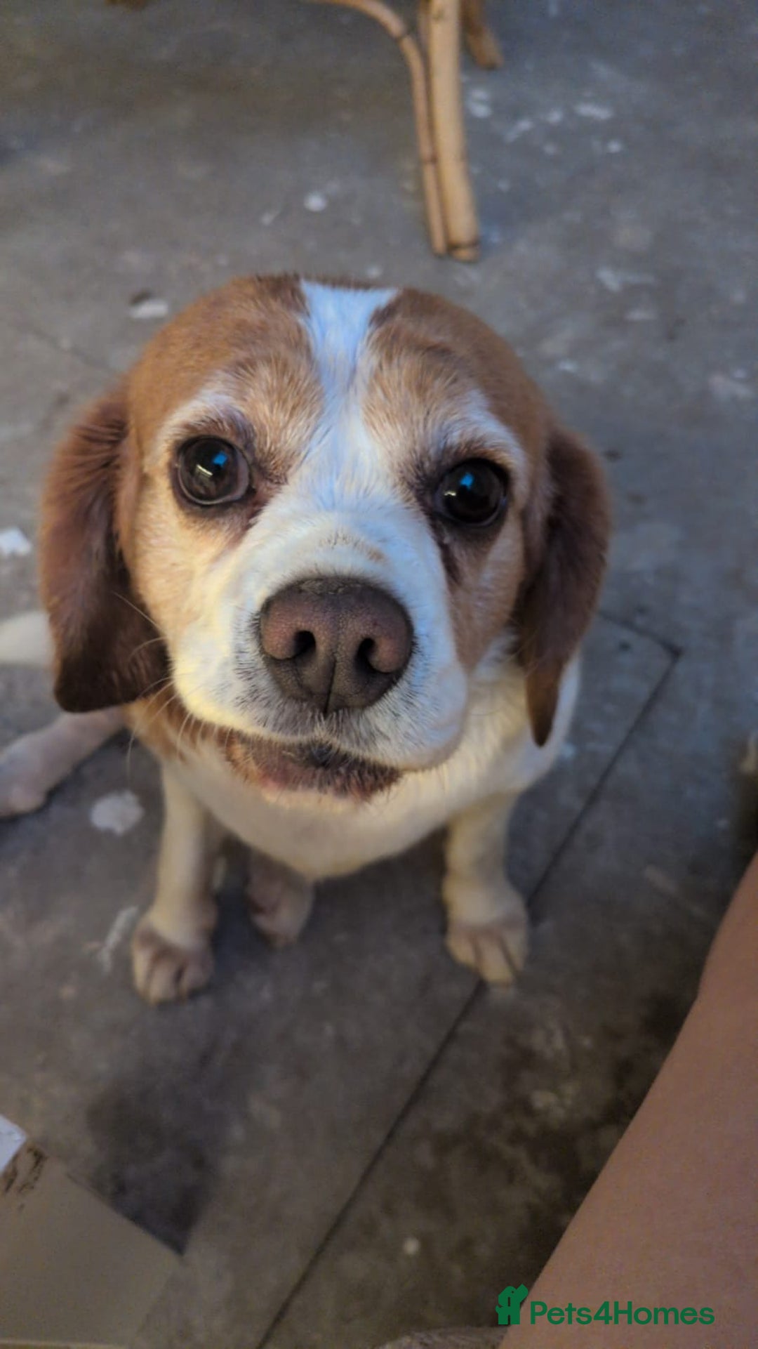Beaglier dogs for sale: Beaglier - Image 3