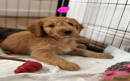 Cockapoo dogs for sale: *READY NOW  *Cockapoo puppies *7 SOLD*  - Image 15