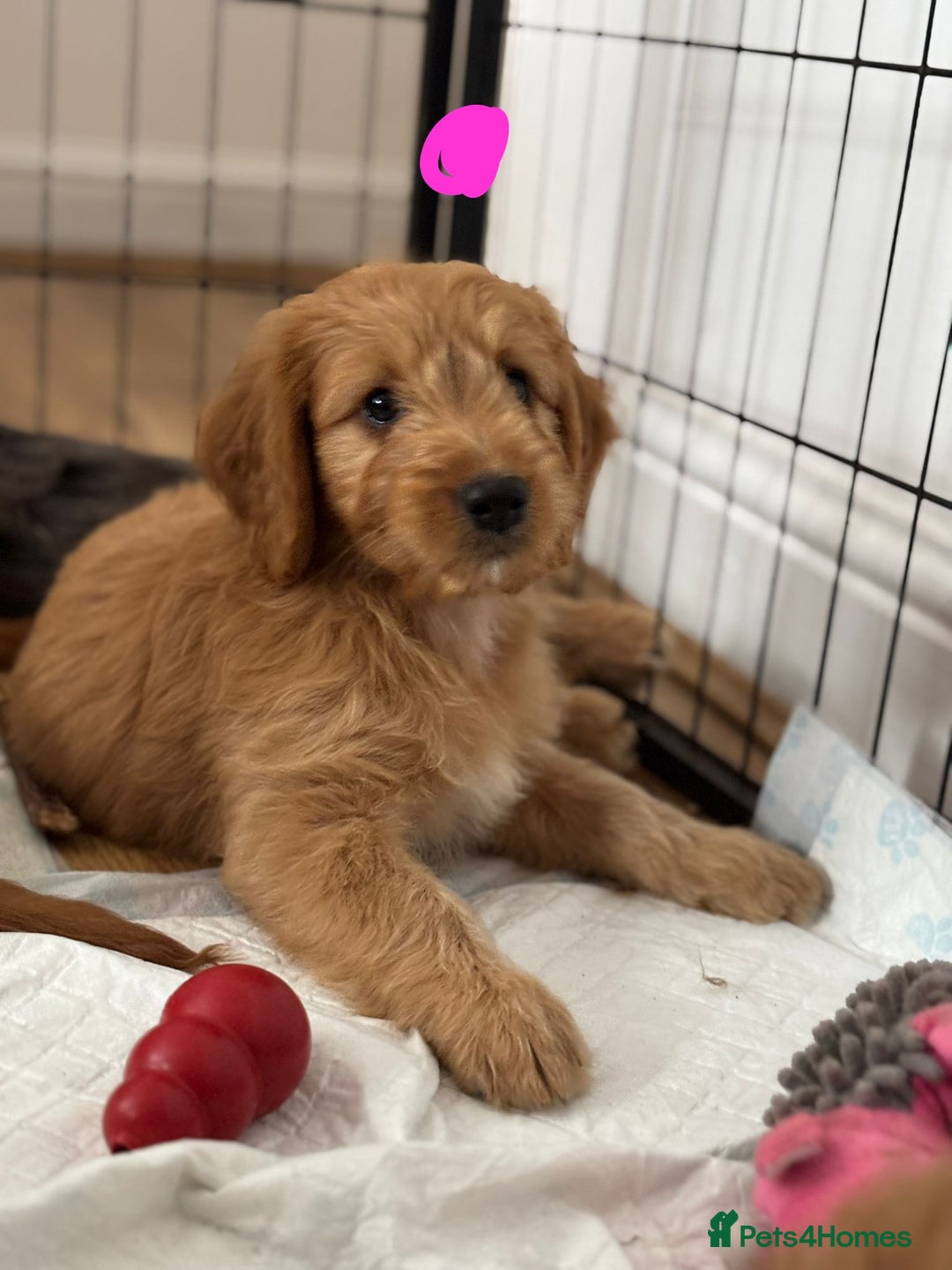 Cockapoo dogs for sale: *READY NOW  *Cockapoo puppies *7 SOLD*  - Image 15