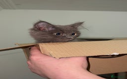 Mixed Breed cats for sale: Blissa & Mochi–BondedPairLookingforaLoving home - Image 4