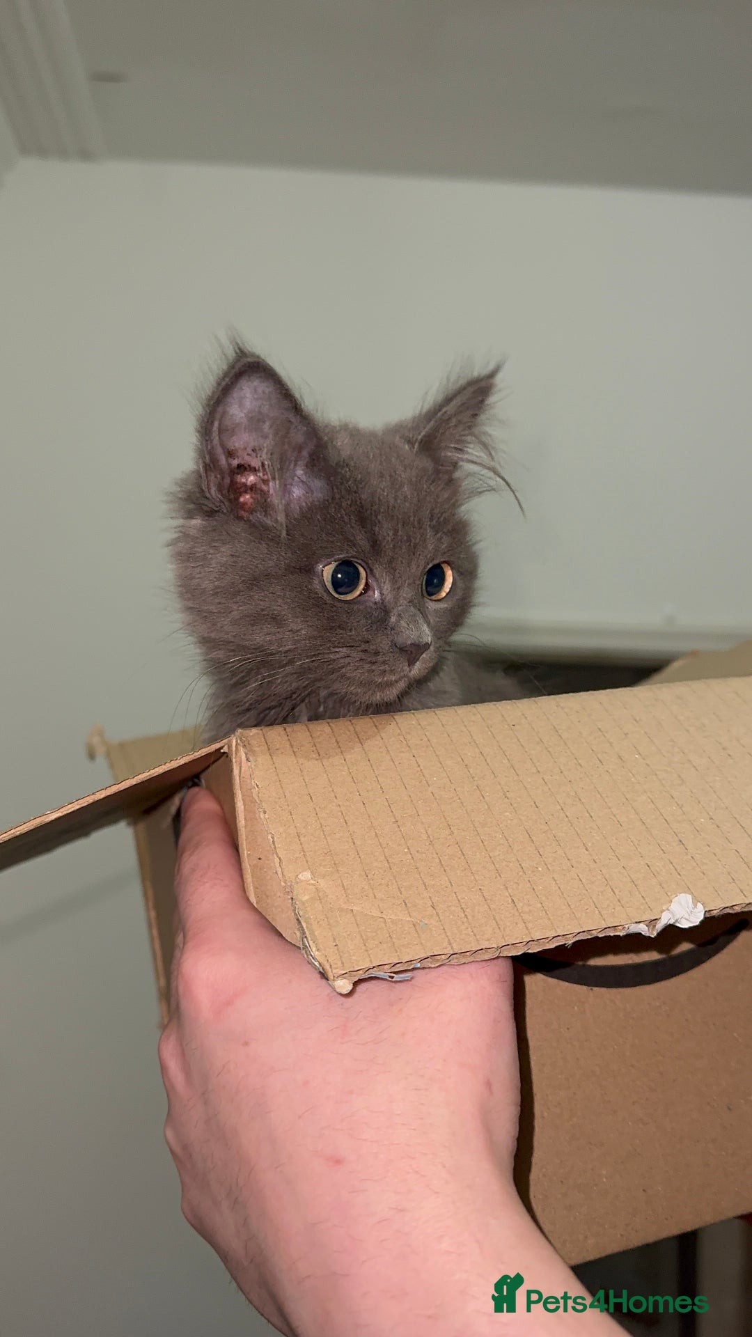 Mixed Breed cats for sale: Blissa & Mochi–BondedPairLookingforaLoving home - Image 4