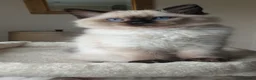 Ragdoll cats for sale: 1 girl left. fully vaccinated Ragdoll  - Advert 7