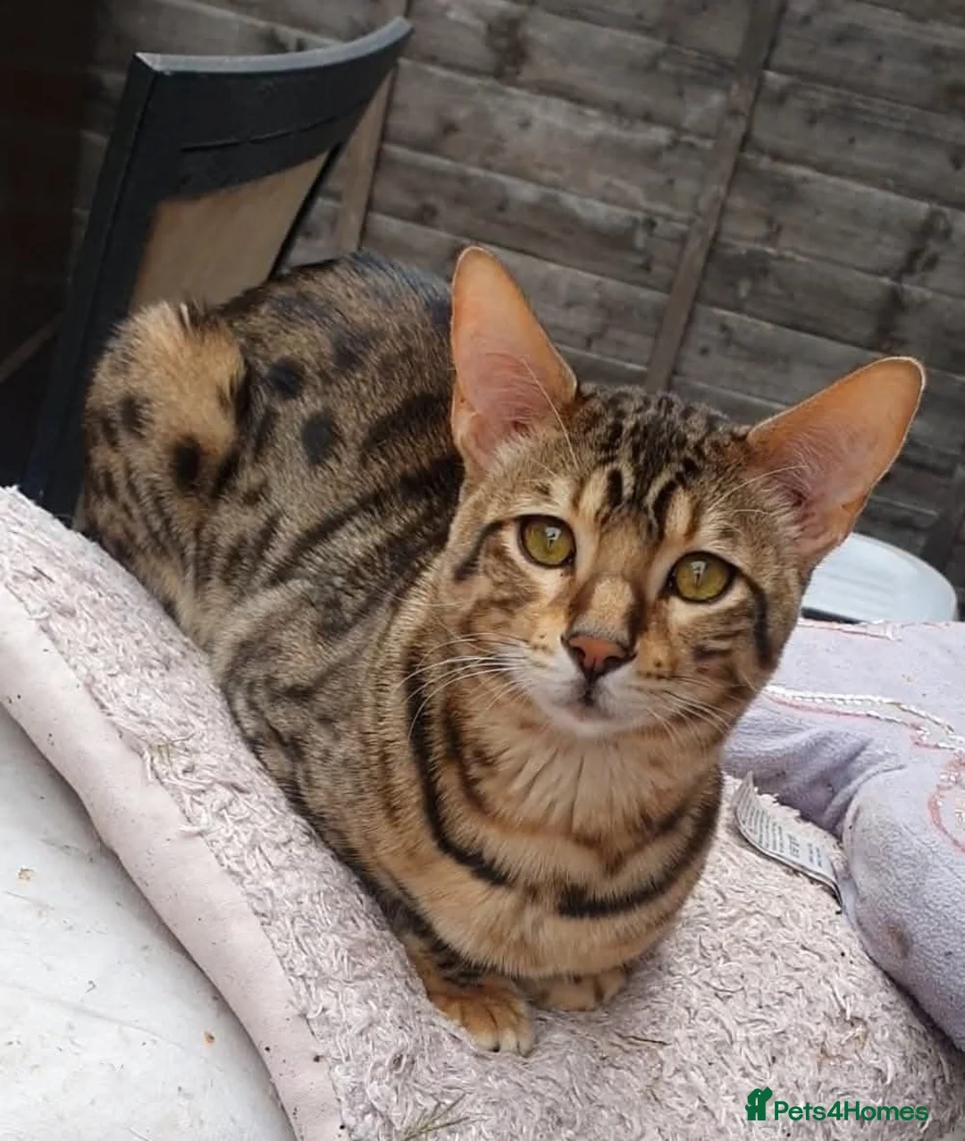 Savannah cats for sale: Buddy 4 year old Male S7 Savannah - Advert 12