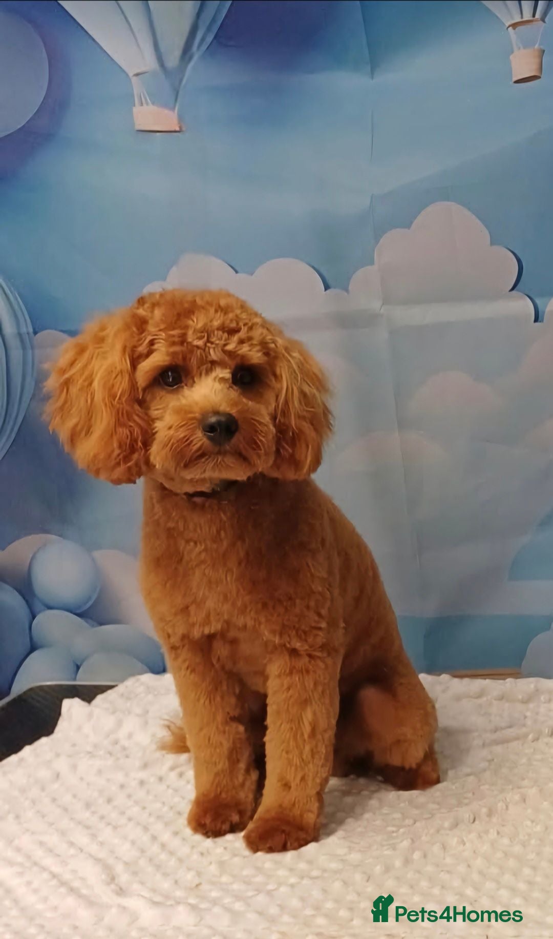 Cavapoo dogs 💙CAVAPOO💙 8 month old Male Red Cavapoo  - Advert 1