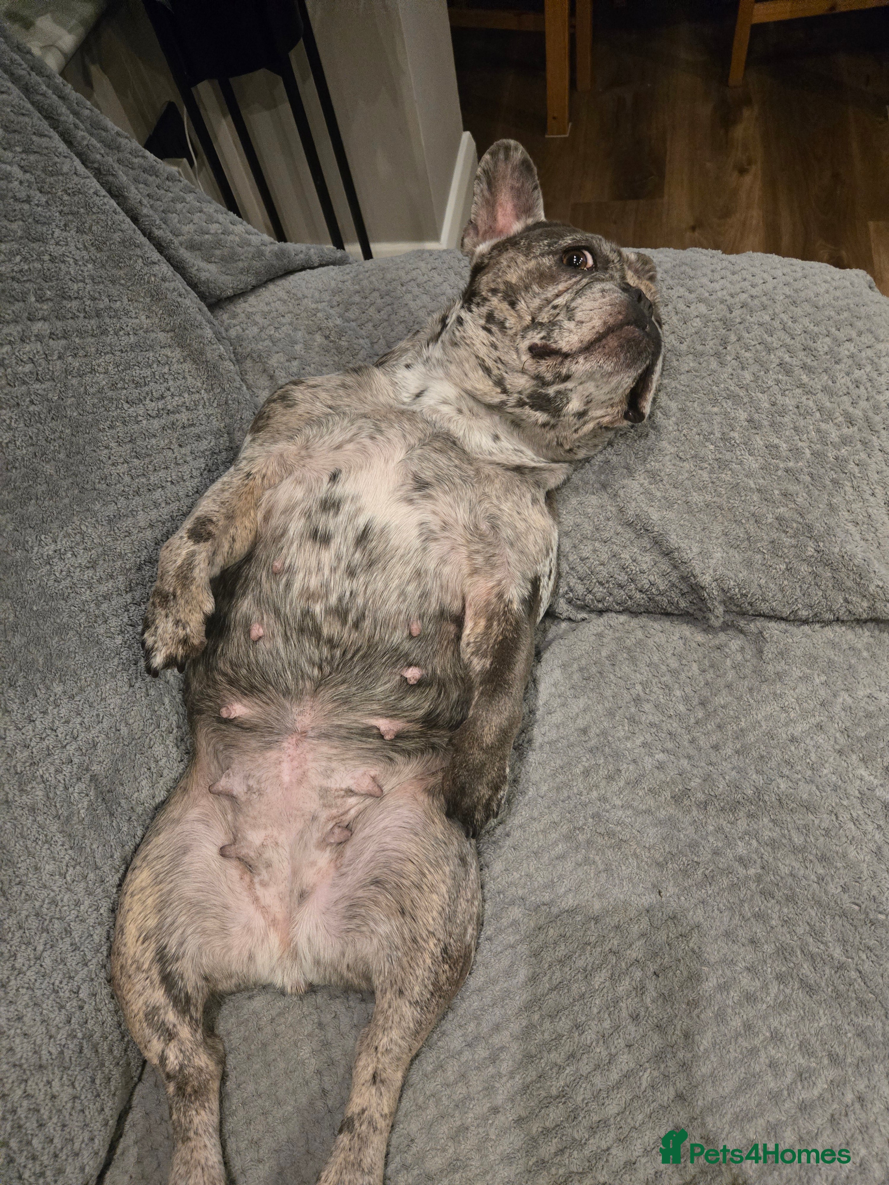 French Bulldog dogs 5 year old french bulldog  - Advert 18