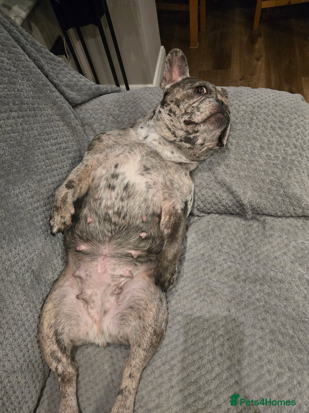 French Bulldog dogs for sale: 5 year old french bulldog  - Advert 1