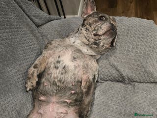 French Bulldog dogs 5 year old french bulldog - Advert 11