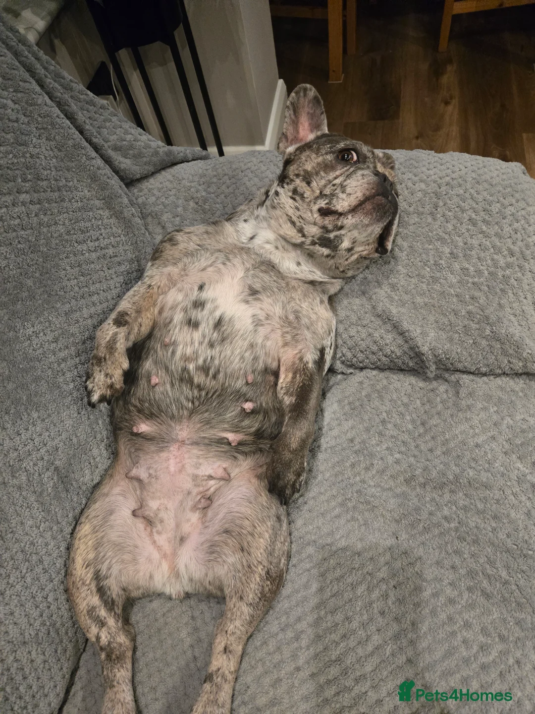 French Bulldog dogs for sale: 5 year old french bulldog  - Advert 1