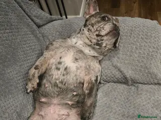 French Bulldog dogs 5 year old french bulldog - Advert 23