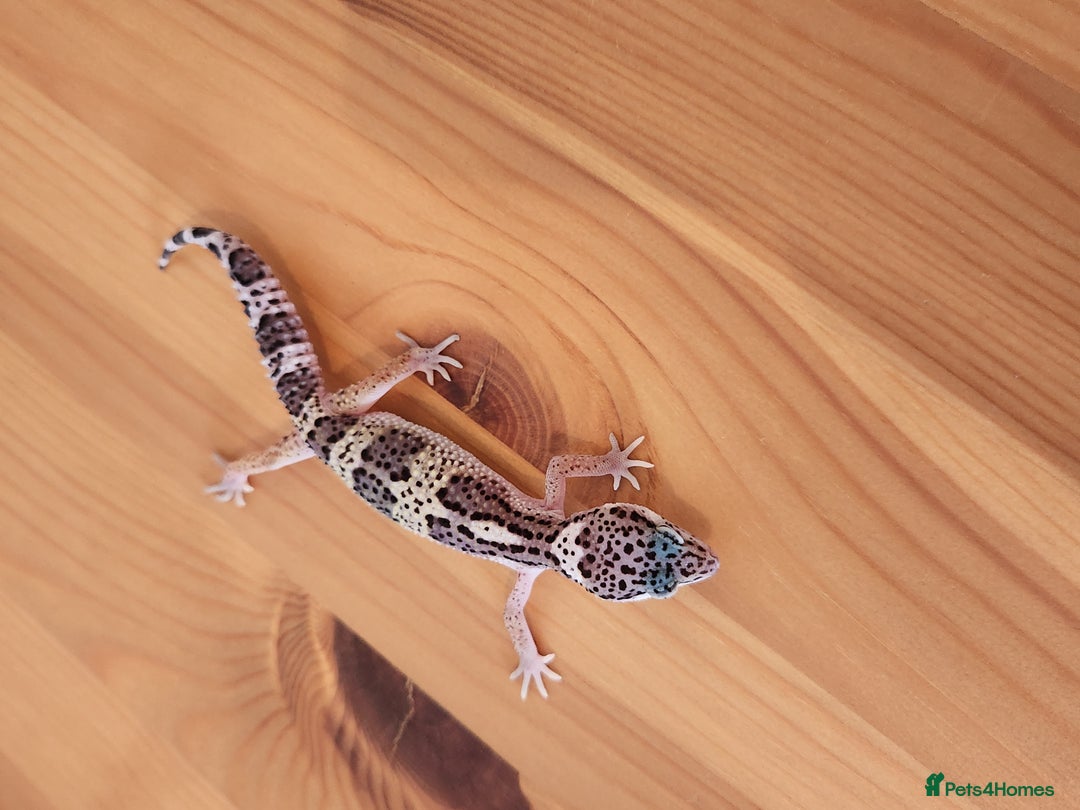 Leopard Gecko reptiles for sale: Baby Leopard Gecko - Mack Snow Morph - Image 7