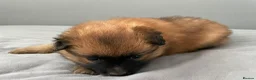 Pomeranian dogs for sale: Pomeranian puppies for sale  - Advert 4