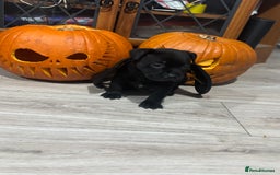 Staffordshire Bull Terrier dogs for sale: Staffys Puppies   25+ Champions ( Show Quality ) - Advert 33