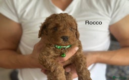 Cockapoo dogs for sale: Perfect Cockapoo Puppies  - Image 4