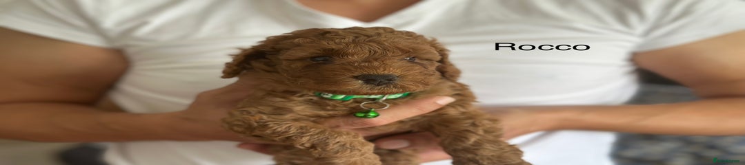 Cockapoo Puppy 4