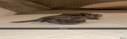 Cane Corso dogs for sale: Cane corso pups  in Nuneaton - Advert 4