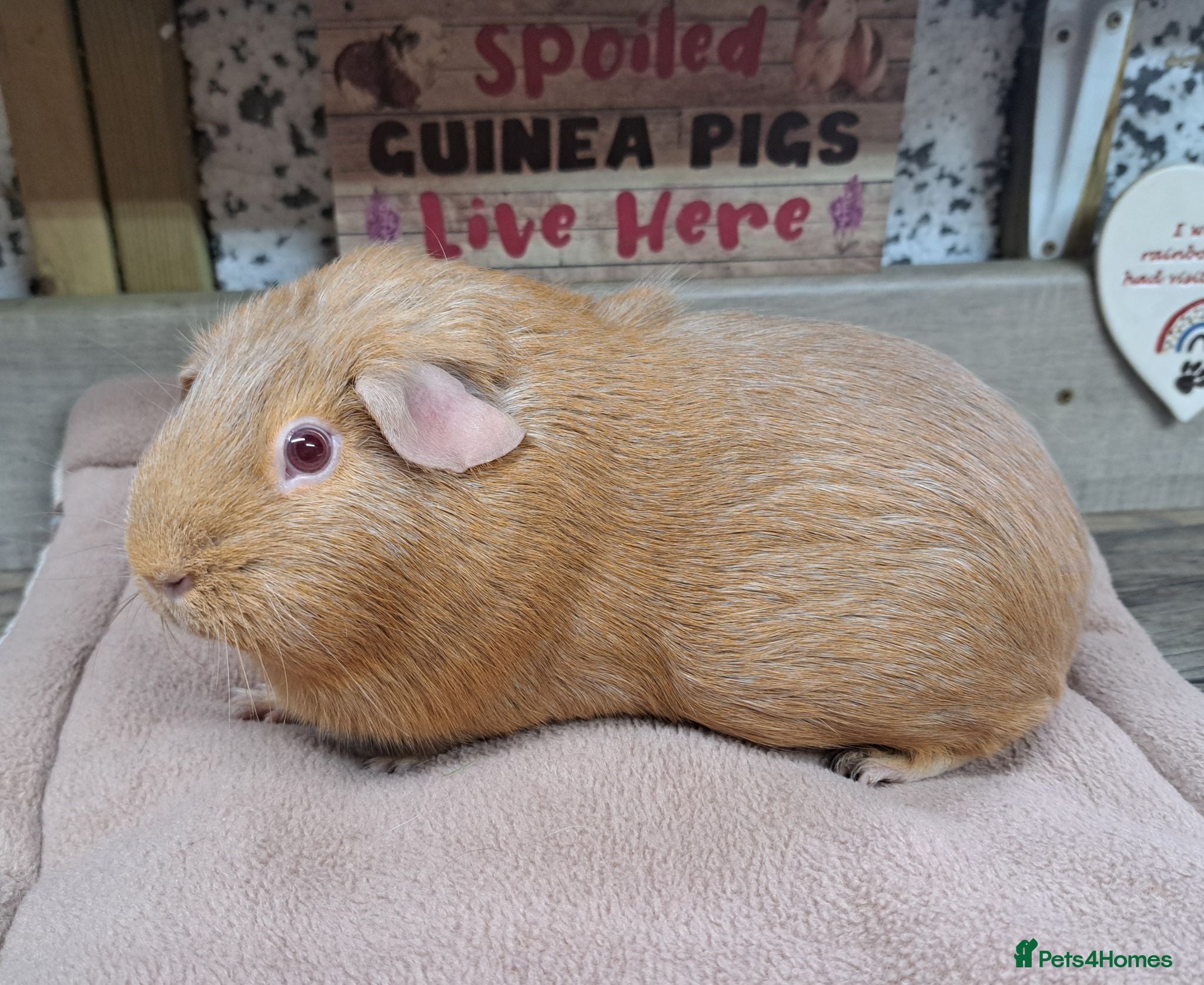 Guinea Pig rodents Female Guinea Pigs - Leeds collection - Advert 2