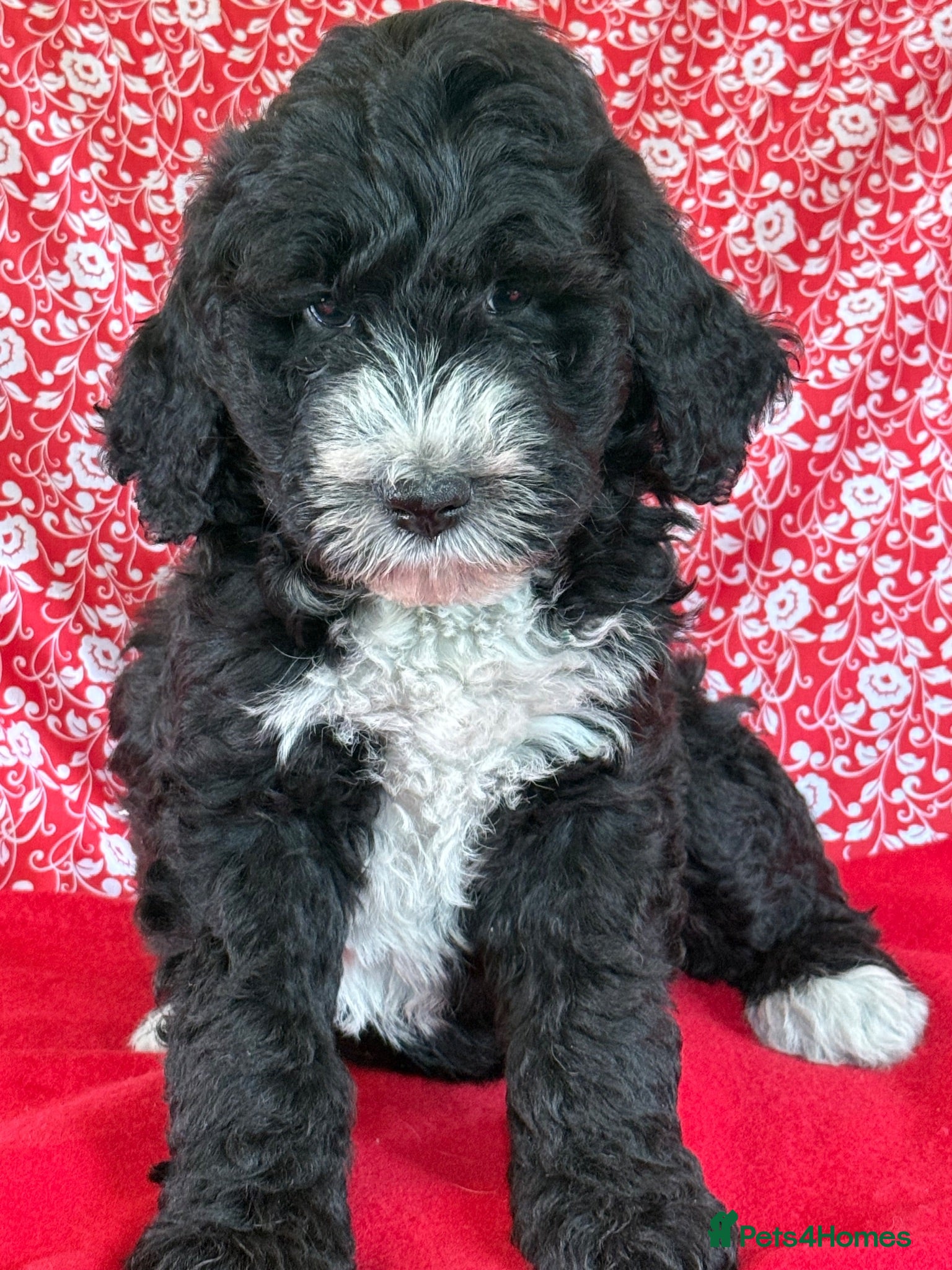 Bernedoodle dogs Beautiful Bernidoodles - Advert 2