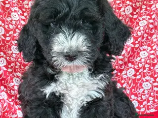 Bernedoodle dogs Beautiful Bernidoodles - Advert 2