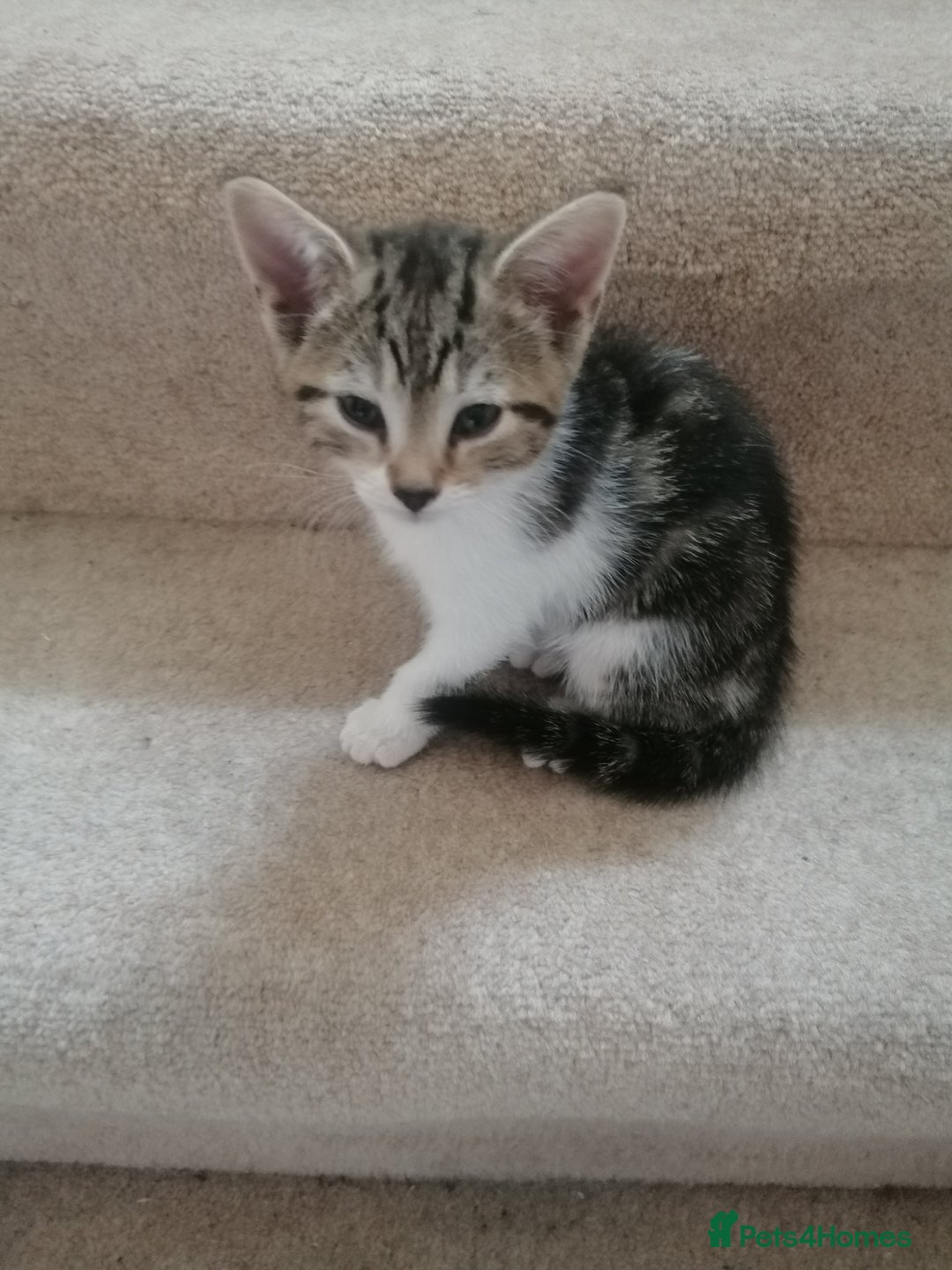 Mixed Breed cats for sale: Mixed litter very well handled Tabby kittens  - Image 4