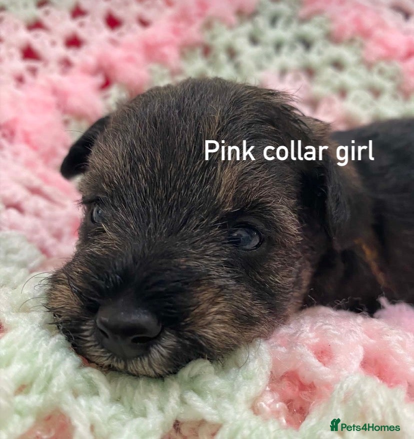 Schnoodle dogs F1 Toy Schnoodles  - Advert 5
