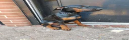 Dobermann dogs for sale: Adorable Doberman puppies PRICE REDUCTION £1650 - Advert 3