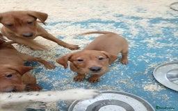 Labrador Retriever dogs for sale: Kc reg fox red working Labradors  - Image 4