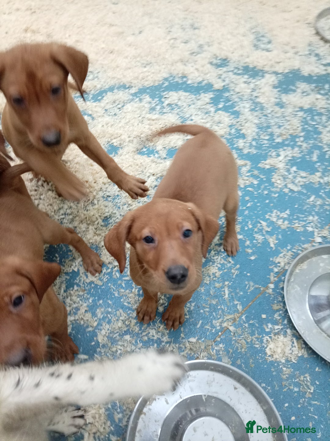 Labrador Retriever dogs for sale: Kc reg fox red working Labradors  - Image 4