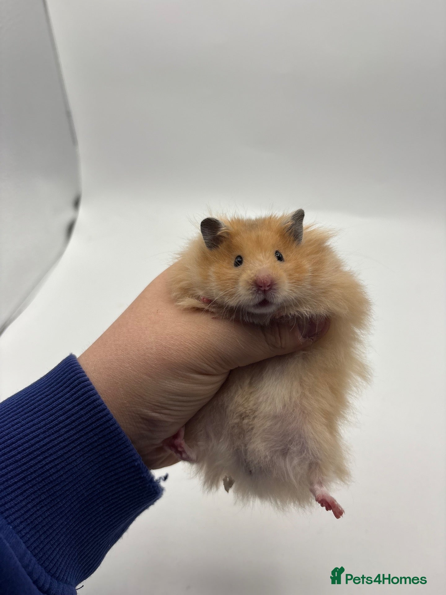 Hamster rodents Pedigree Syrian hamster pups  - Advert 2