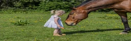 Irish Sports horses for sale: Skye ISH X 15.2hh 17/18 y/o in Coventry - Advert 4