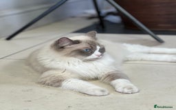 Ragdoll cats for sale: 3 Pure Ragdoll kittens and their mum  - Image 12