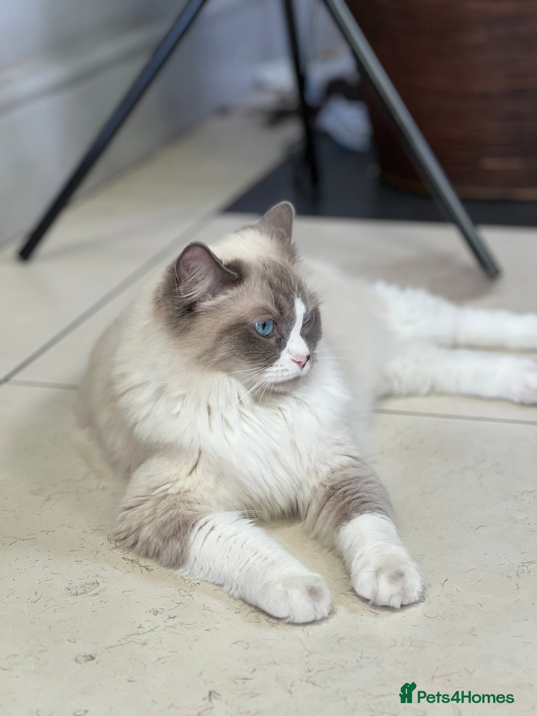 Ragdoll cats for sale: 3 Pure Ragdoll kittens and their mum  - Image 12