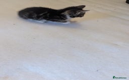 Mixed Breed cats for sale: Kittens for sale - Image 9