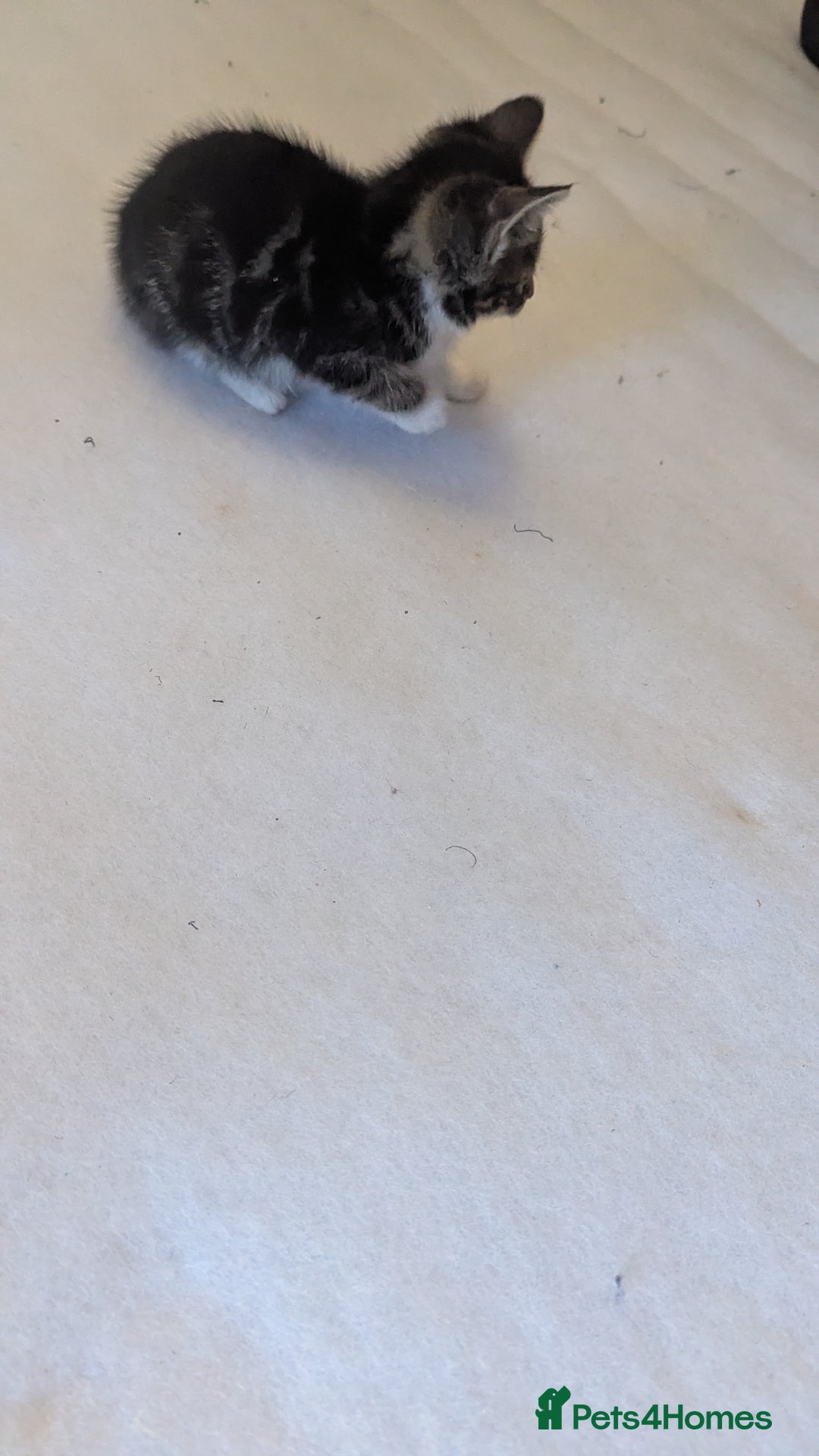 Mixed Breed cats for sale: Kittens for sale - Image 9