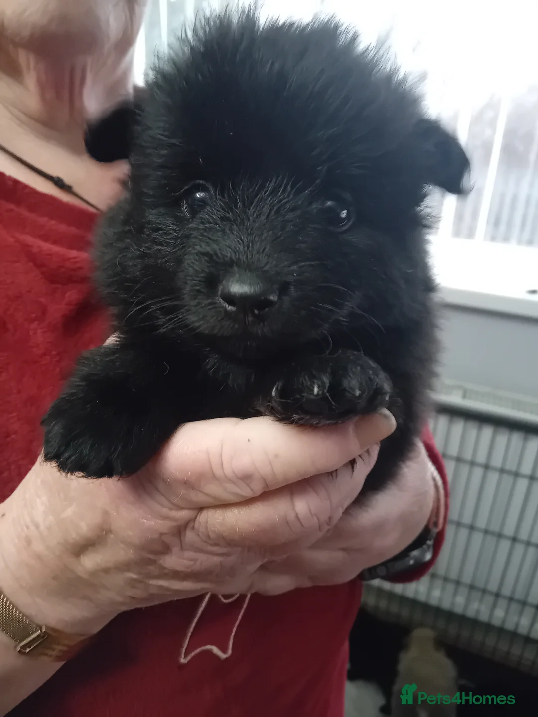 German Spitz dogs for sale: German spitz Mittel - Advert 5