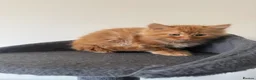 Mixed Breed cats for sale: Kittens for sale  - Advert 11